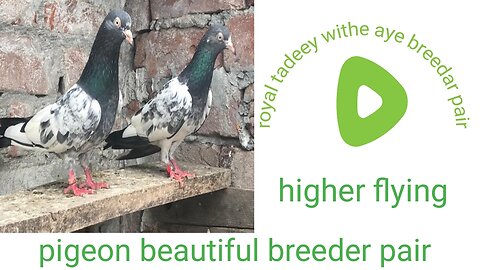 Beautiful pigeon royal tadeey breeder pair