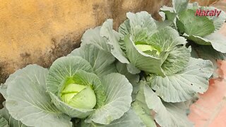 Growing cabbage in a bag
