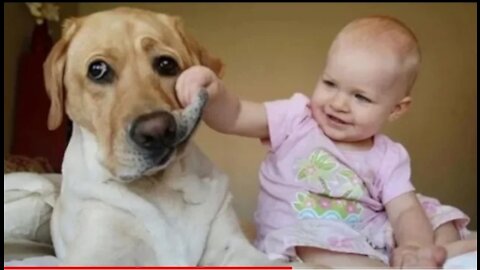 #dogandbaby #funny #dogandbabyvideos Funny Babies Laughing Hysterically at Dogs Compilation