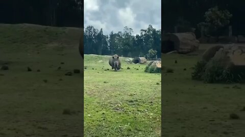 Rinoceronte Correndo para cima do câmera 😨🦏😱😅 #shorts