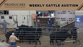 1/5/2022 - Producers Livestock Auction Company Cattle Auction