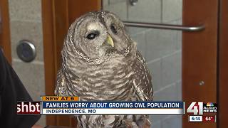 Some concerned about increased owl sightings in Independence