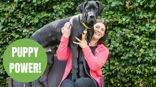 A family has adopted Britain's biggest PUPPY