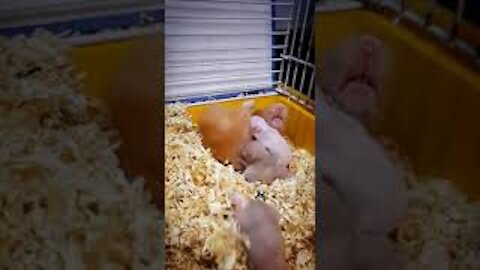 Peanut 🥴 hamster attacked by her milky babies | Hamster funny videos 😂