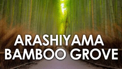 ARASHIYAMA BAMBOO GROVE | KYOTO'S BAMBOO FOREST | WORLD BIGGEST BAMBOOO FOREST