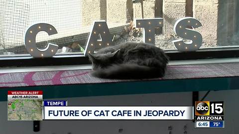 Future of Tempe cat cafe in jeopardy