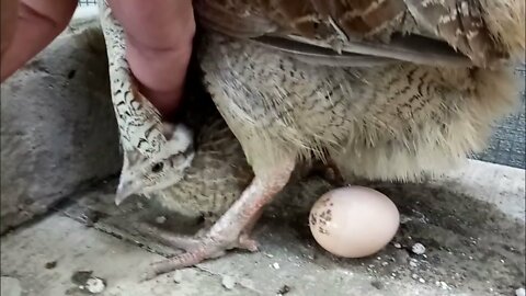 Dakhni Female laying egg | Teetar breeding season | Birds Lover