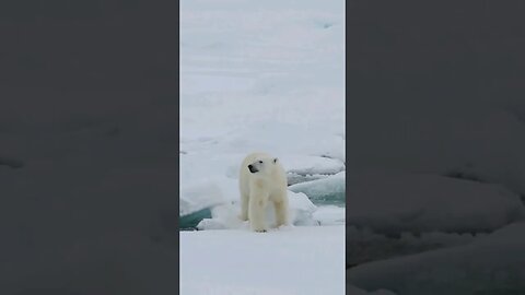 Polar bears are considered "vulnerable" primarily due to the following reasons: