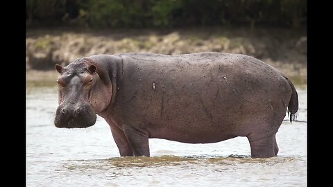 If She's A Hippo. She's A Hippo