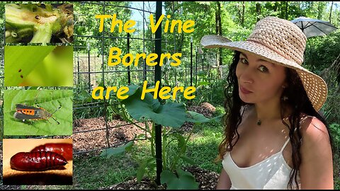 How to Stop a Vine Borer Invasion Organically without Neem or B.T./Claim your Garden this Year