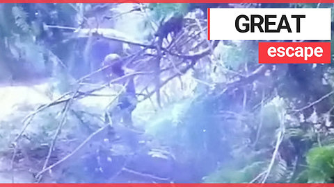 Biker almost crushed after huge branch falls from tree