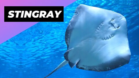 Stingray 🌊 The Underestimated Danger Of The Ocean