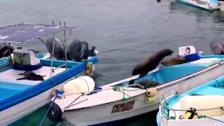 Sea lion proud of himself after searching boats to find his friends