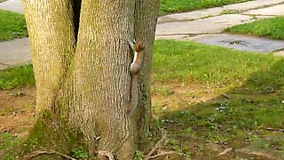 Staring Squirrel Climbs High