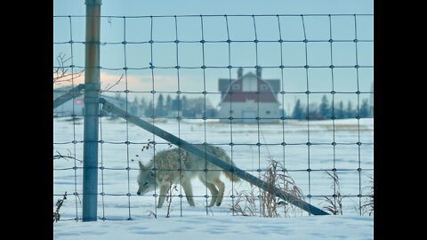 COYOTES IN EDMONTON ALBERTA CANADA 🇨🇦