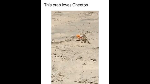 This crab loves Cheetos