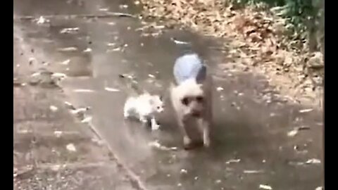 TRY NOT TO CRY Dog leading a Cat to Shelter