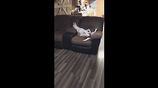 You won't believe how this dog is relaxing!
