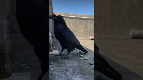 This Is Why the World Should Fear Crows Funniest Animal Part 9