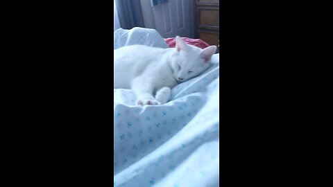 Sleeping 💤💤💤 Kitty