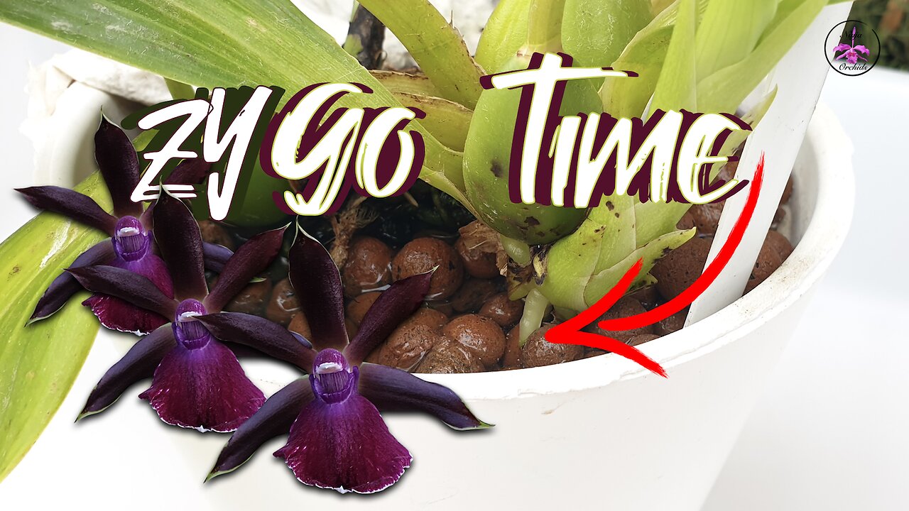 10 VERSATILE Repotting Tips for ANY Orchid eg. Zygopetalum Orchid Repot ...
