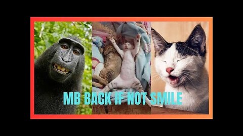 Funny Cats and Dogs Compilation Funniest Cats and Dogs comedy Animal Videos normal pet