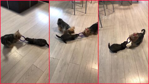Pup & ferret best friends play tug-of-war