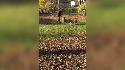 Funny Dog Runs Laps Around Lawn Mower