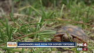 Couple buys land next door for gopher tortoises