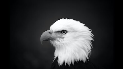 BALD EAGLE | Animals For Kids