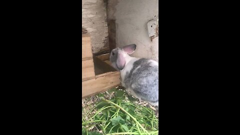 How Many Babies can a Rabbit Have?
