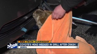 Coyote hit by car, becomes lodged in vehicle