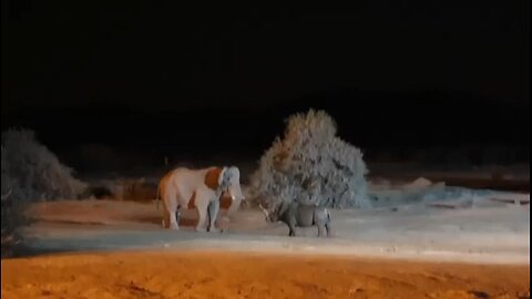 Elephant and rhinoceros fight 😳