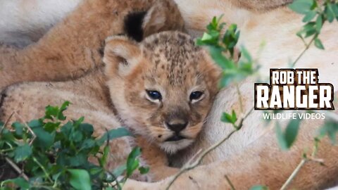 Tiny Lion Cubs | Maasai Mara Safari | Zebra Plains