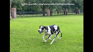 Galloping Great Danes Love To Leap Into The SUV