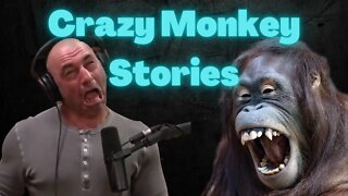 Crazy Stories about Monkey and chimps by Joe Rogan - Insane Monkey stories compilation