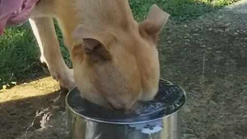 How Does One Drink Water, Explained By Pit Bull