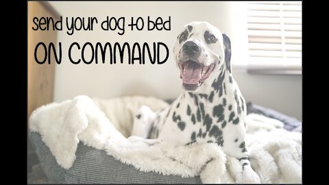 Teach Your Dog To Go To His Bed On Command || Dog Training Tutorial