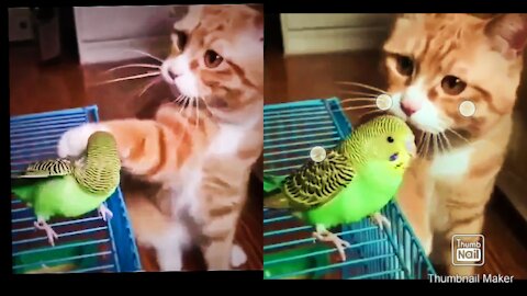 Cat and Parrot reall friendship,#cat#parrot#animal