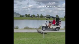 Alligator Attacks Golfer Causing Him To Almost Drive Into The Lake