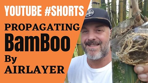 Easy Bamboo Propagation! #Shorts