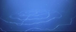 TRENDING: New ocean creature discovered