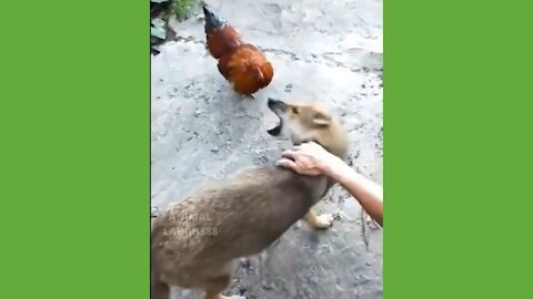 Angry Rooster VS Dog! 😂