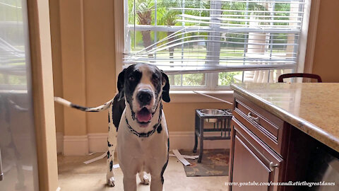 Great Dane's 2nd Arts And Crafts Project Involving The Kitchen Blinds