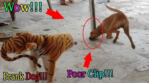 Fake Tiger Prank Dog Run So Funny Pranks 2021