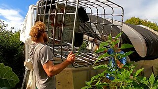 Improving the aquaponics system - Part 1 #aquaponics