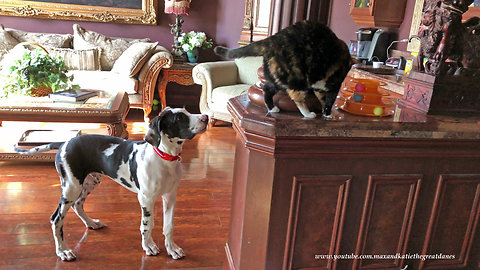 Curious cats amused by bouncing Great Dane puppy