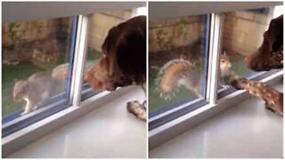 Hund blir vän med ekorre... genom ett fönster!