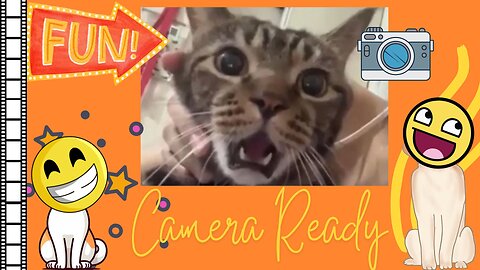 Funniest Camera Ready Pets! 🎥🐾