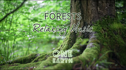 Relaxing Modern Ambient Music, Smooth EDM [FORESTS - One Earth]